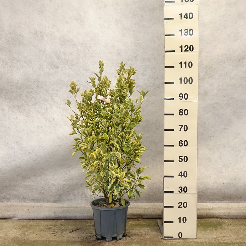 Euonymus japonicus Bravo - Japanese Spindle 7.5L/10L pot sample as delivered in autumn