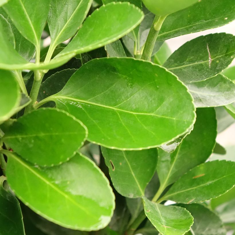 Euonymus japonicus - Japanese Spindle (Foliage)