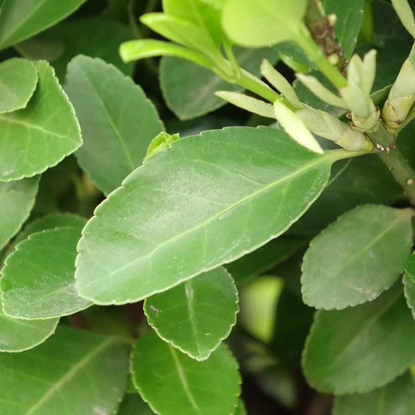 Euonymus japonicus - Japanese Spindle (Foliage)