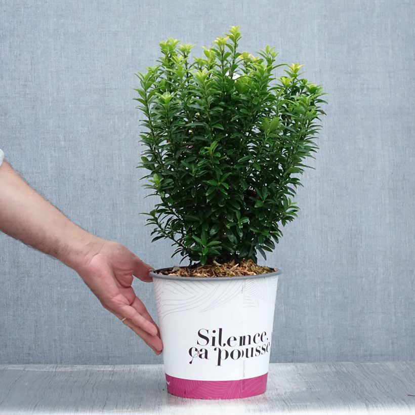 Euonymus japonicus Happiness - Japanese Spindle 4L/5L pot sample as delivered in summer