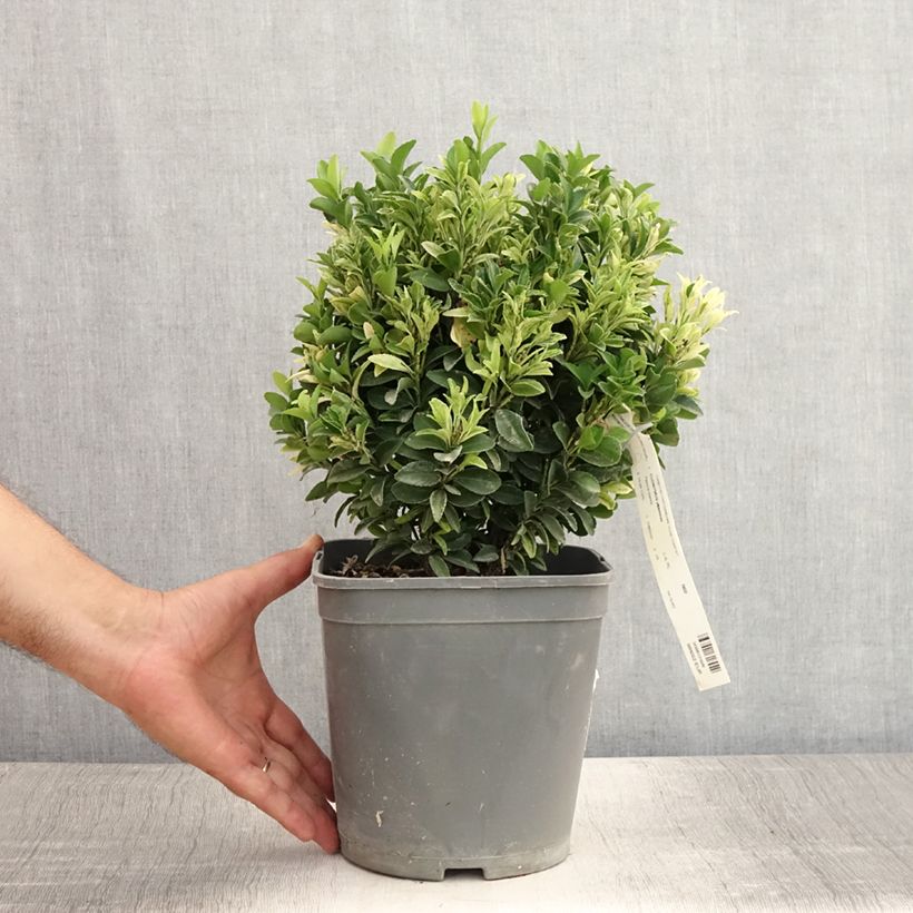 Euonymus japonicus Paloma Blanca - Japanese Spindle 3L/4L pot sample as delivered in summer