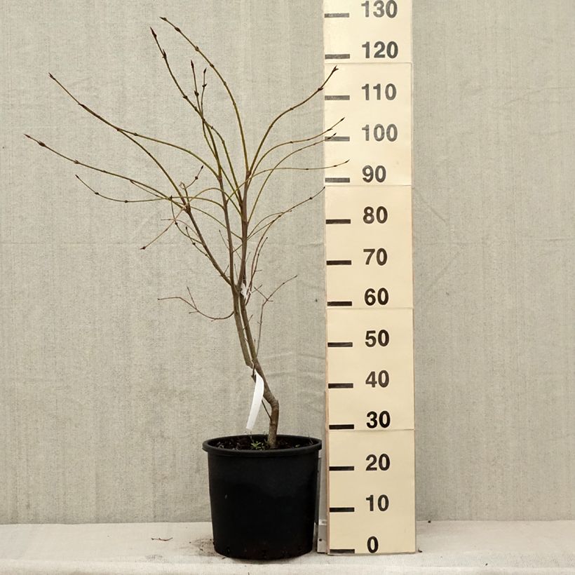 Euonymus planipes - Euonymus 7.5L/10L potShipped height around 80+cm sample as delivered in spring