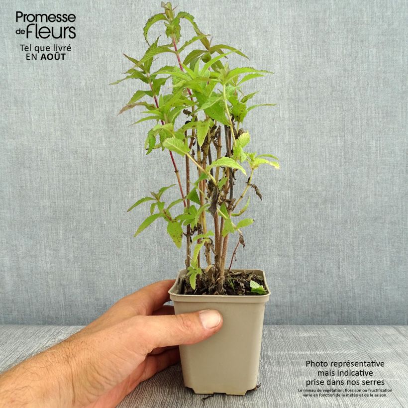 Eupatorium perfoliatum 8/9 cm pot sample as delivered in summer
