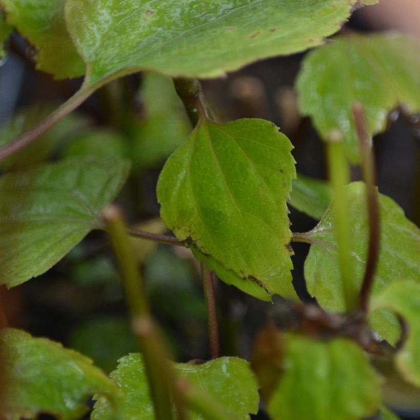 Eupatorium rugosum Braunlaub (Foliage)