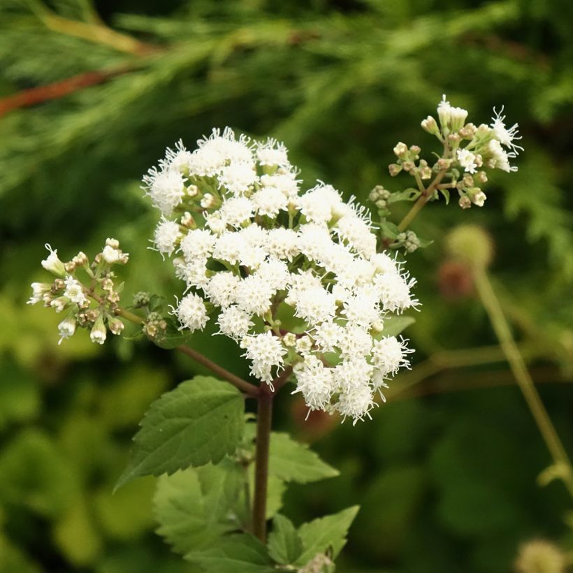 Eupatorium rugosum Braunlaub (Flowering)