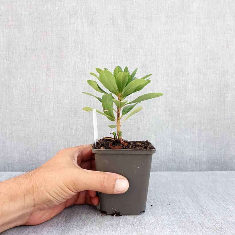 Euphorbia amygdaloïdes var. robbiae - Spurge 8/9 cm pot sample as delivered in summer