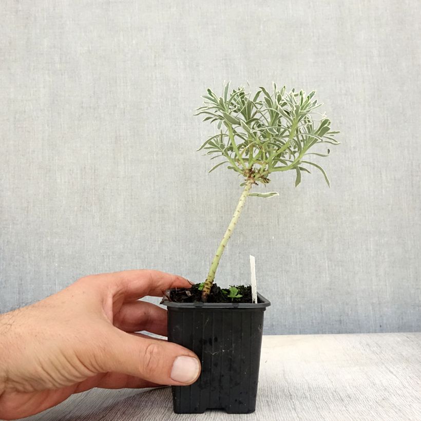 Euphorbia characias Glacier Blue - Spurge 8/9 cm pot sample as delivered in autumn