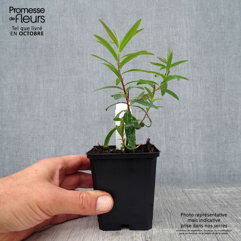 Euphorbia palustris Walenburg's Glory 8/9 cm pot sample as delivered in autumn