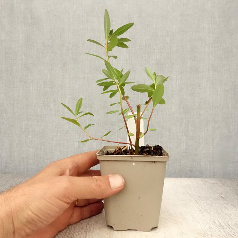 Euphorbia palustris Walenburg's Glory 8/9 cm pot sample as delivered in summer
