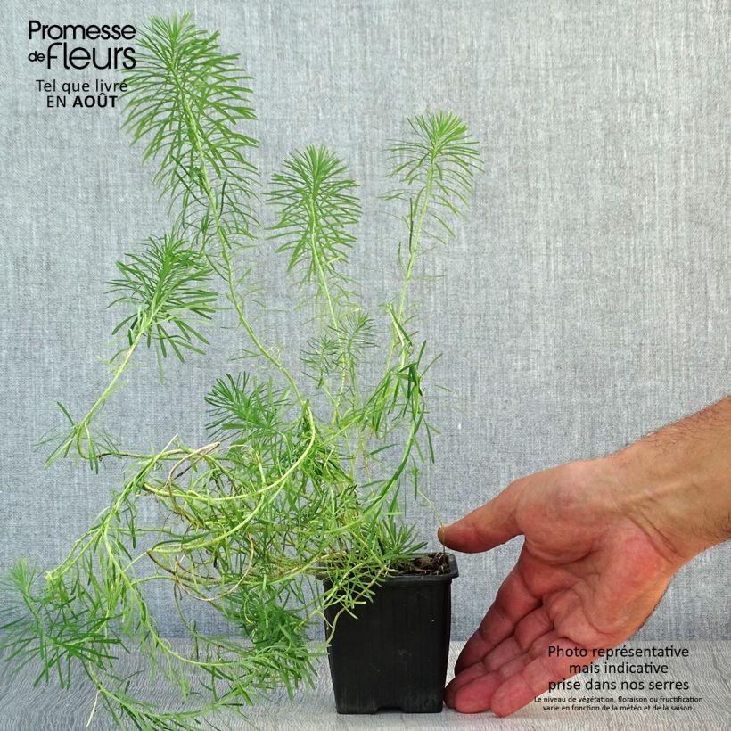 Euphorbia waldsteinii Betten - Spurge 8/9 cm pot sample as delivered in summer