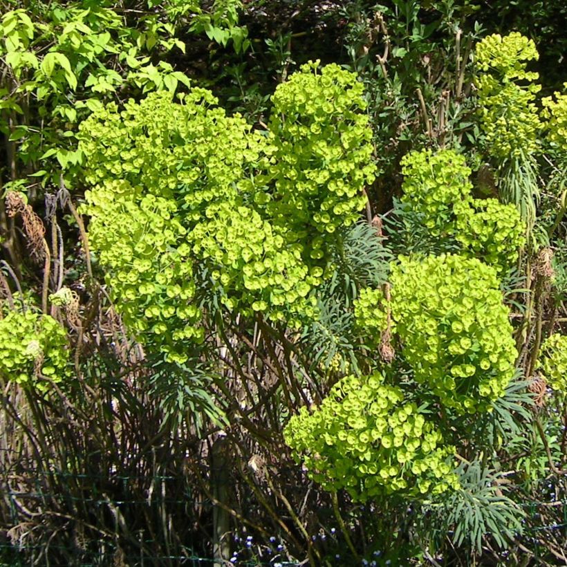 Euphorbia characias - Spurge (Flowering)