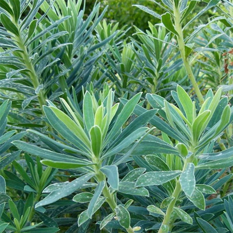 Euphorbia characias - Spurge (Foliage)