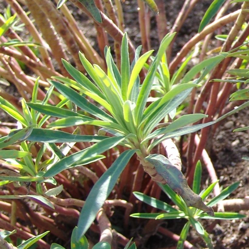 Euphorbia characias Black Pearl - Spurge (Foliage)