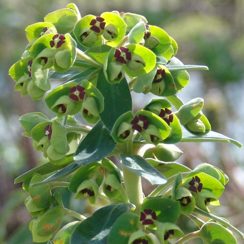 Euphorbia characias Black Pearl - Spurge (Flowering)