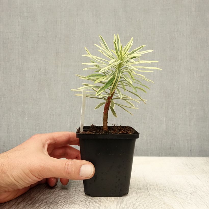 Euphorbia characias Emmer Green - Spurge 8/9 cm pot sample as delivered in autumn