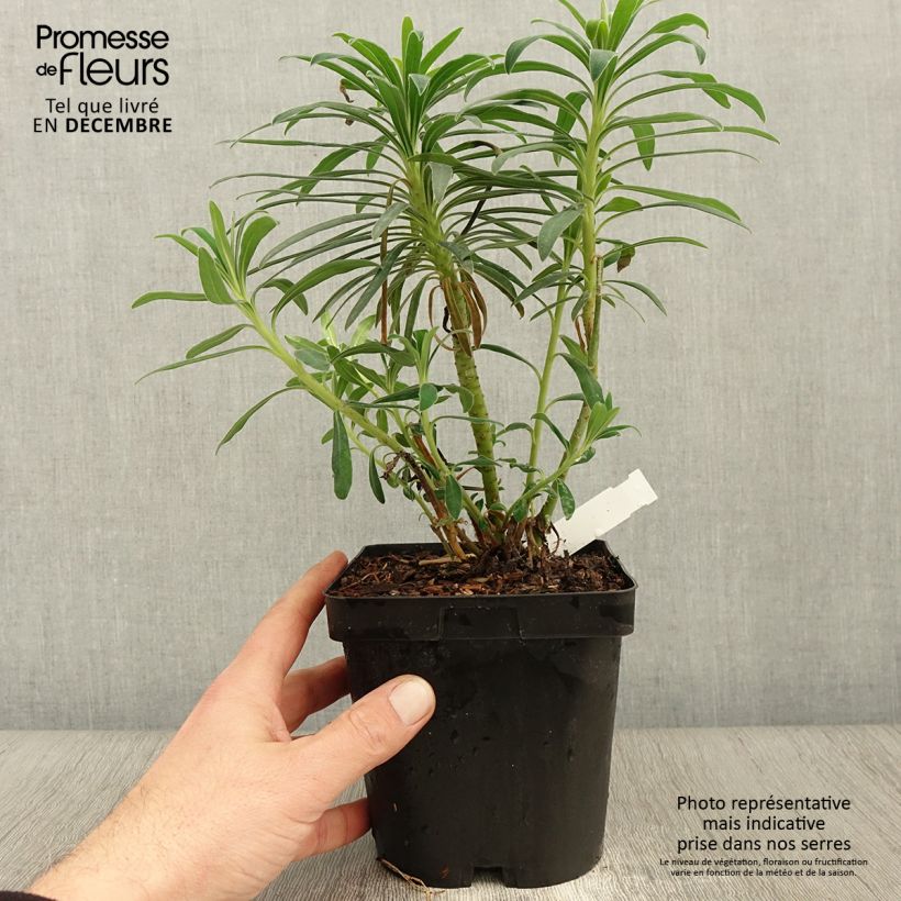 Euphorbia characias - Euphorbe arbustive en pot de 2/3L sample as delivered in autumn