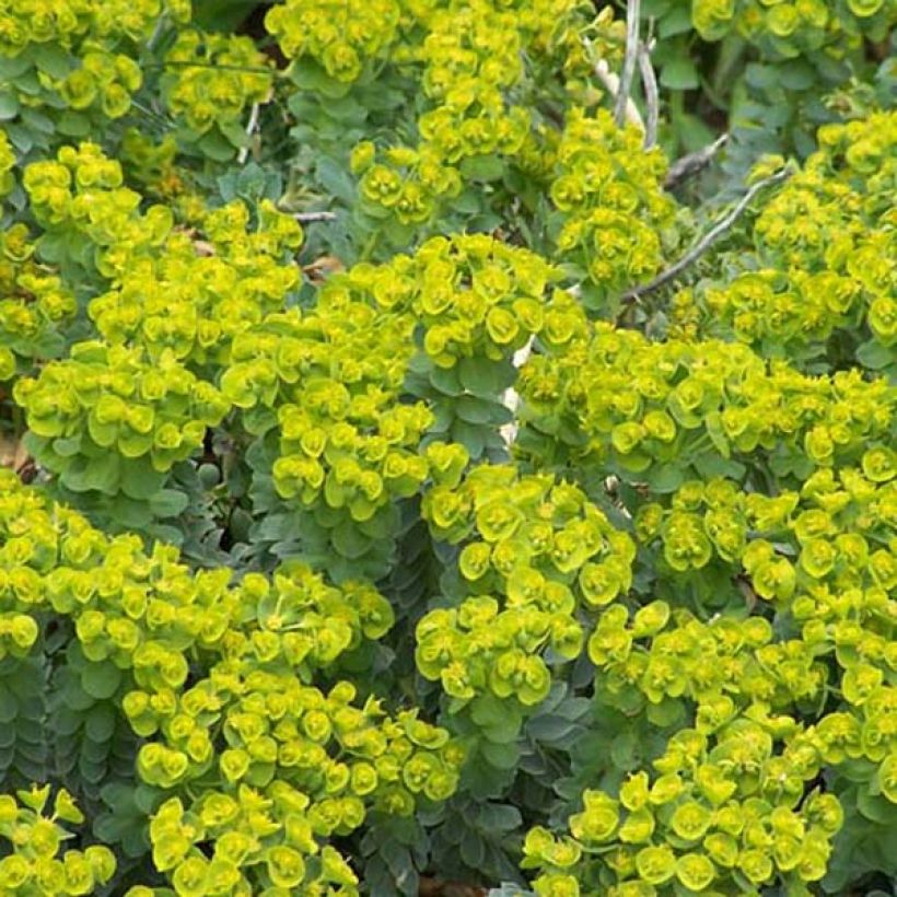 Euphorbia myrsinites - Spurge (Plant habit)