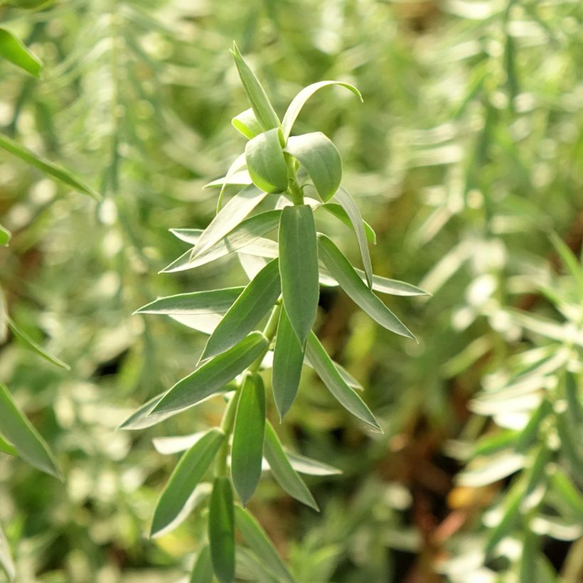 Euphorbia pithyusa subsp. cupanii Ponte Leccia - Spurge (Foliage)