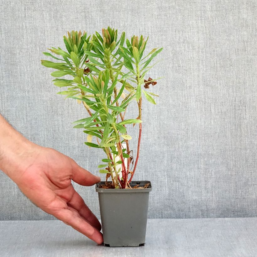 Euphorbia martinii Baby Charm - Spurge 8/9 cm pot sample as delivered in summer