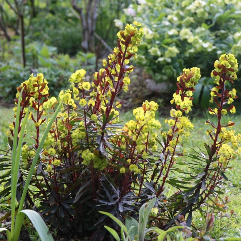 Euphorbia amygdaloides Purpurea - Spurge (Plant habit)