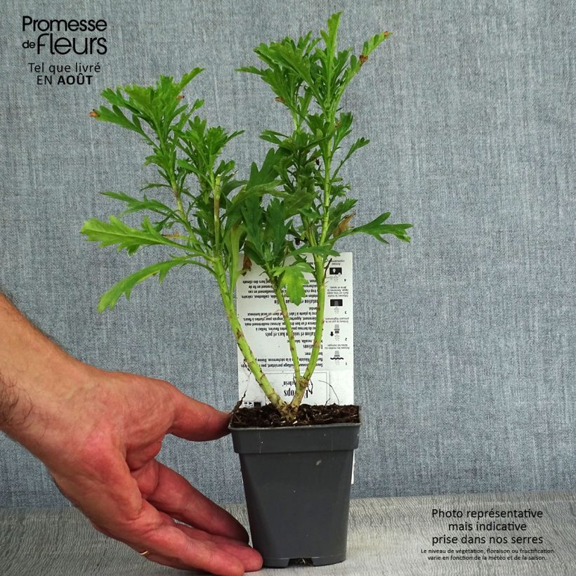 Euryops chrysanthemoides Sonnenschein 8/9 cm pot sample as delivered in summer