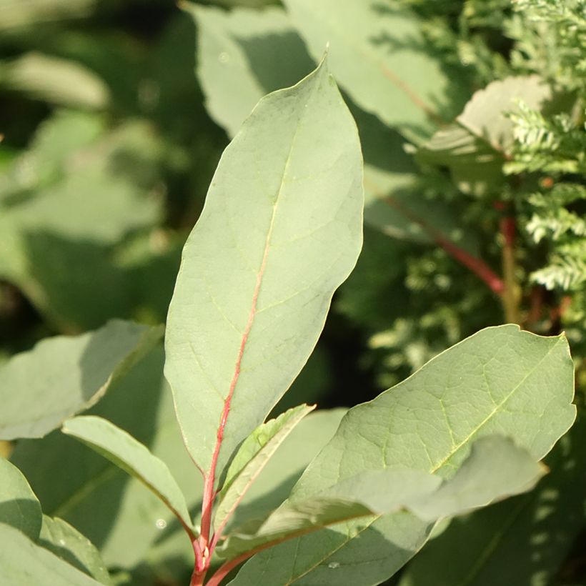 Exochorda  macrantha Lotus Moon (Foliage)