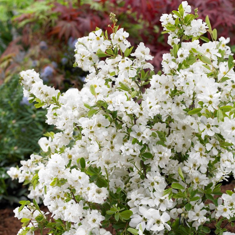 Exochorda racemosa Niagara (Flowering)