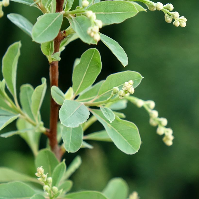 Exochorda racemosa Snow Mountain - Pearlbush (Foliage)