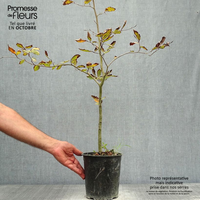 Fagus sylvatica Atropurpurea - Hêtre pourpre en pot de 2L/3L 40/60 sample as delivered in autumn