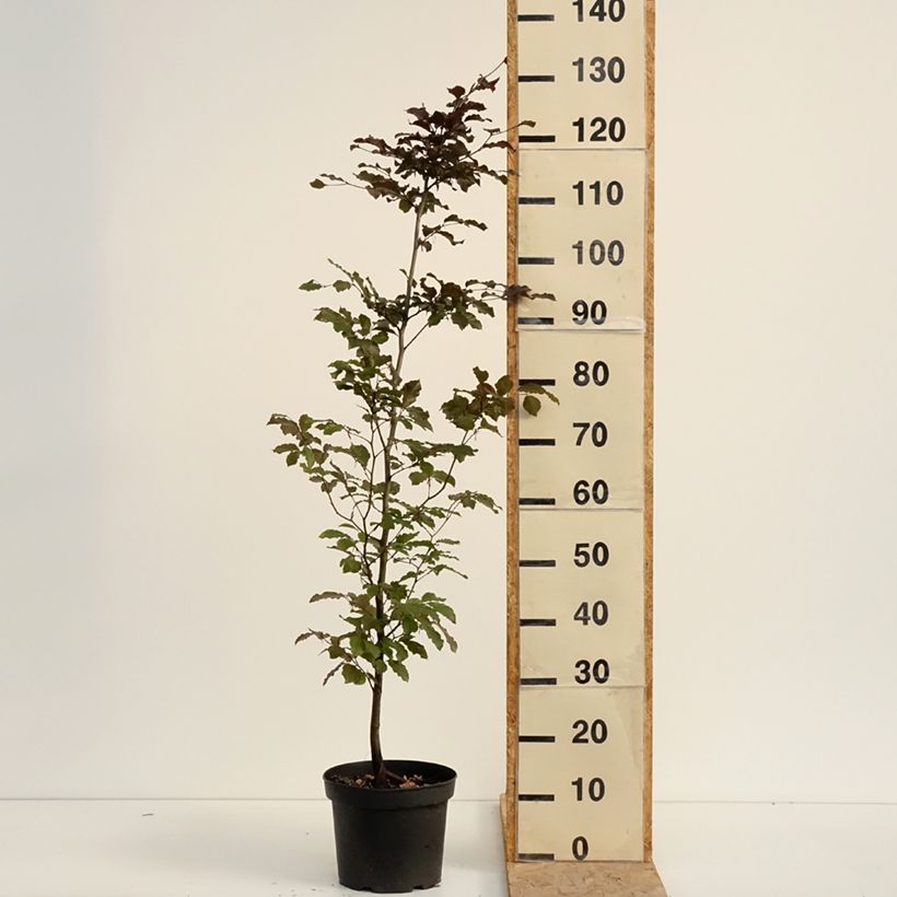 Fagus sylvatica Atropurpurea - Beech 4L/5L pot sample as delivered in summer