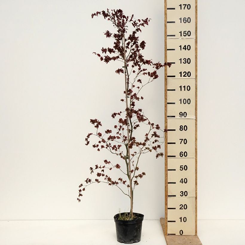 Fagus sylvatica Brathay Purple - Beech 4L/5L potShipped height around 80/100cm sample as delivered in spring