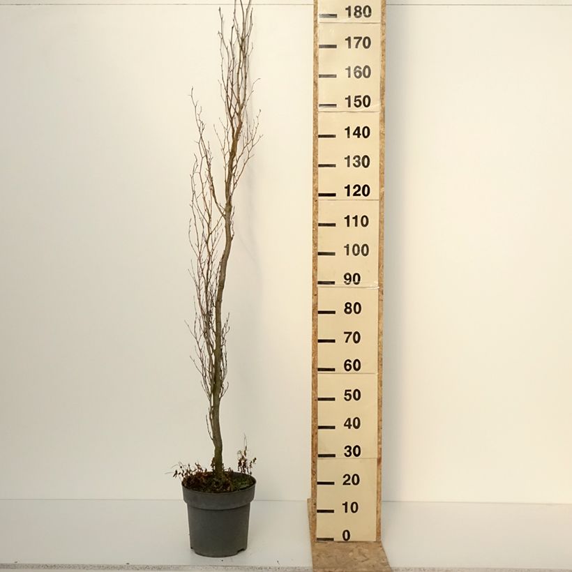 Fagus sylvatica Callista - Beech 7.5L/10L pot sample as delivered in winter