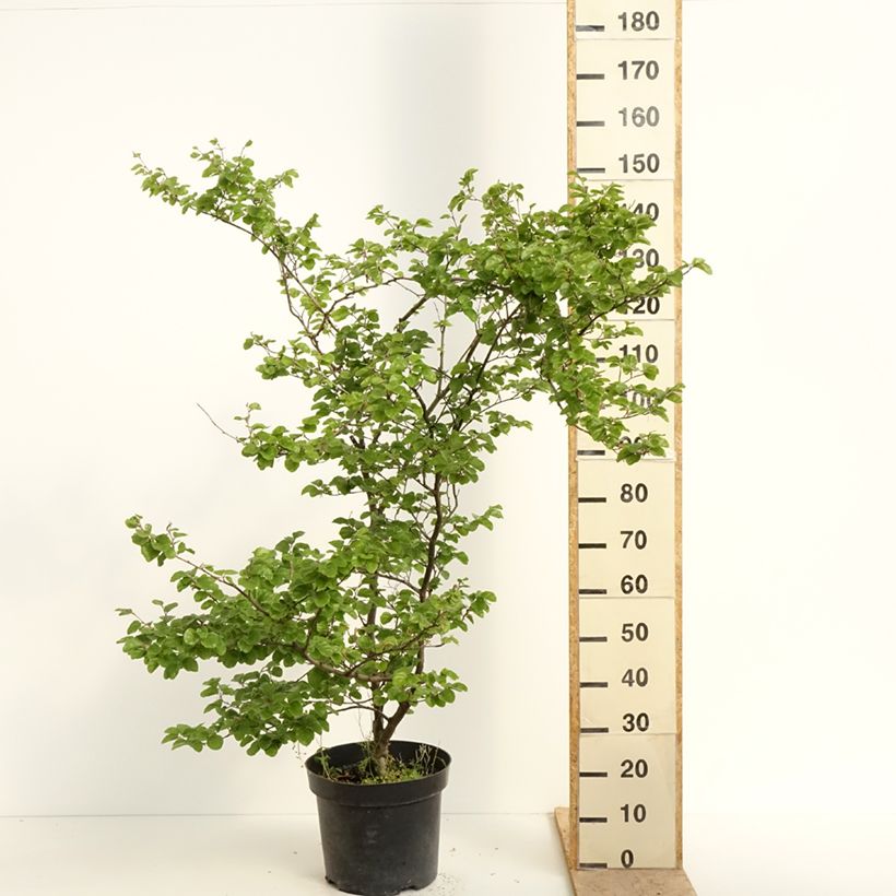 Fagus sylvatica Cockleshell - Hêtre commun - Pot de 12L/15L sample as delivered in spring