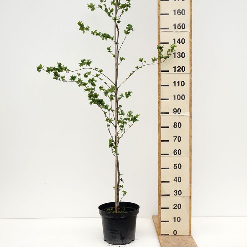 Fagus sylvatica Cristata - Hêtre commun - Pot de 7,5L/10L sample as delivered in spring