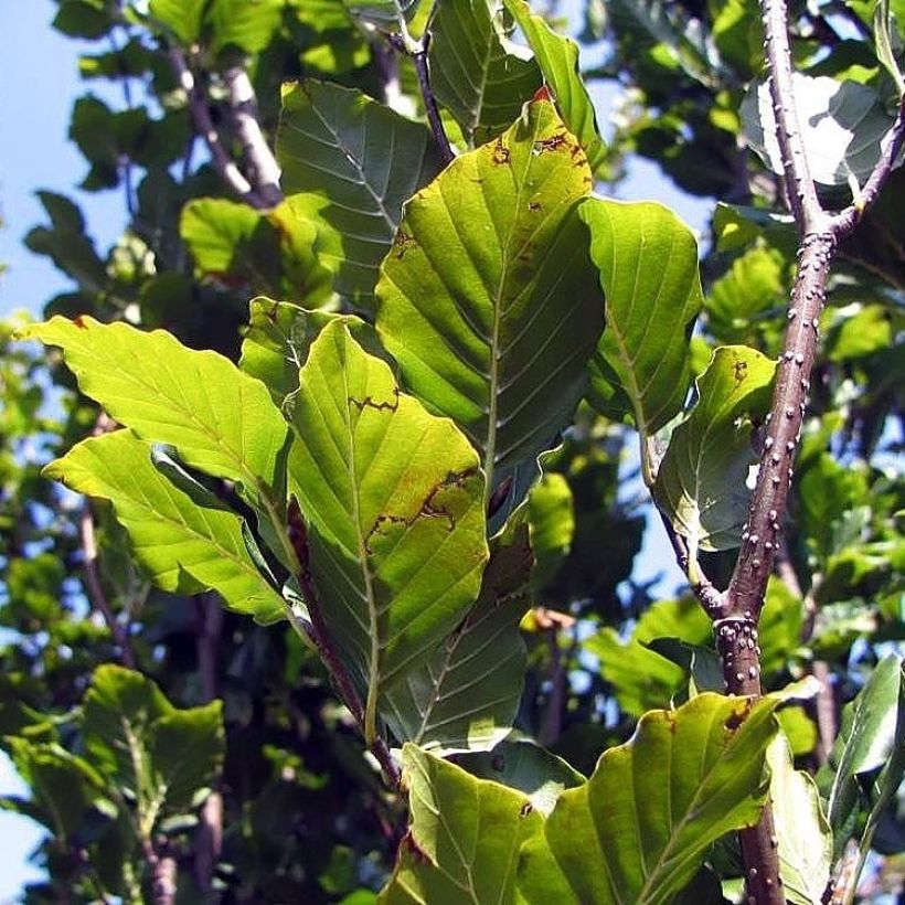 Fagus sylvatica Dawyck - Beech (Plant habit)
