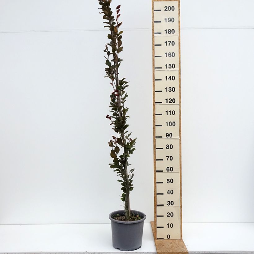 Fagus sylvatica Dawyck Purple - Beech 7.5L/10L pot sample as delivered in summer