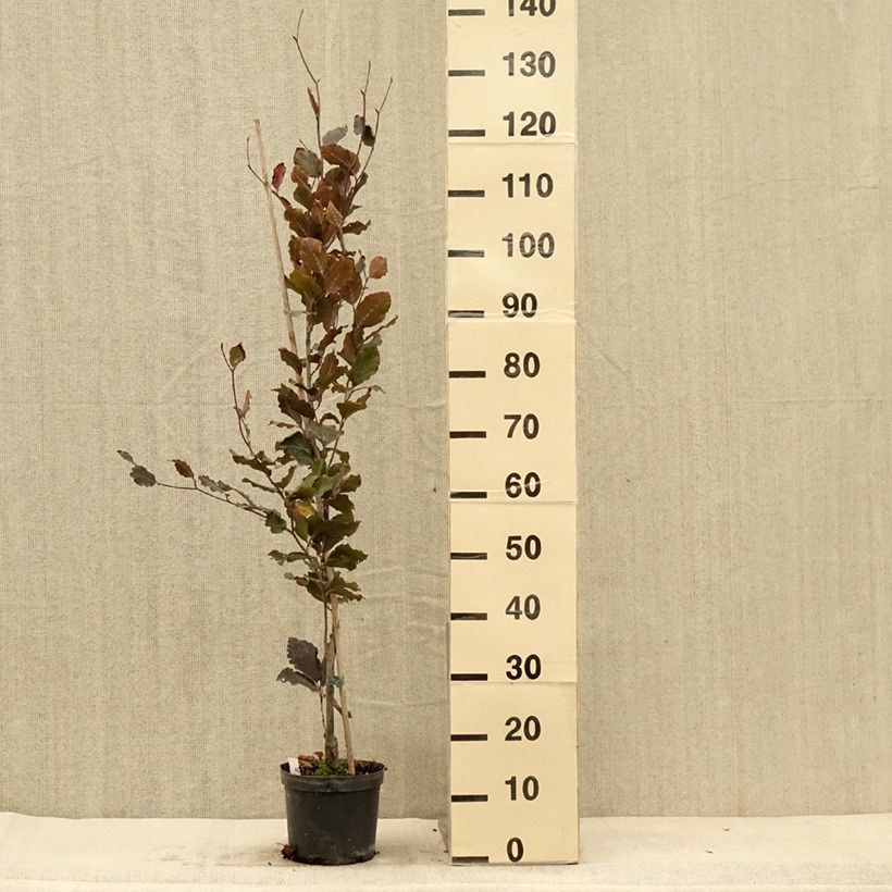 Fagus sylvatica Dawyck Purple - Beech 2L/3L pot sample as delivered in autumn