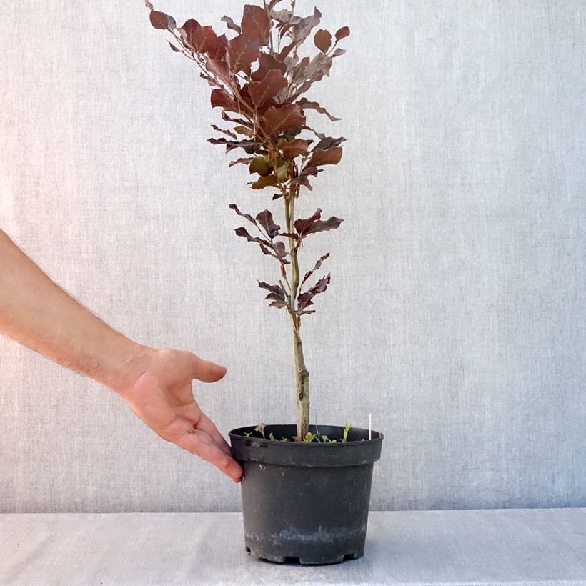 Fagus sylvatica Dawyck Purple - Beech 2L/3L pot sample as delivered in summer