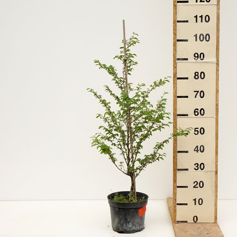 Fagus sylvatica Felderbach - Hêtre nain - Pot de 4L/5L sample as delivered in spring