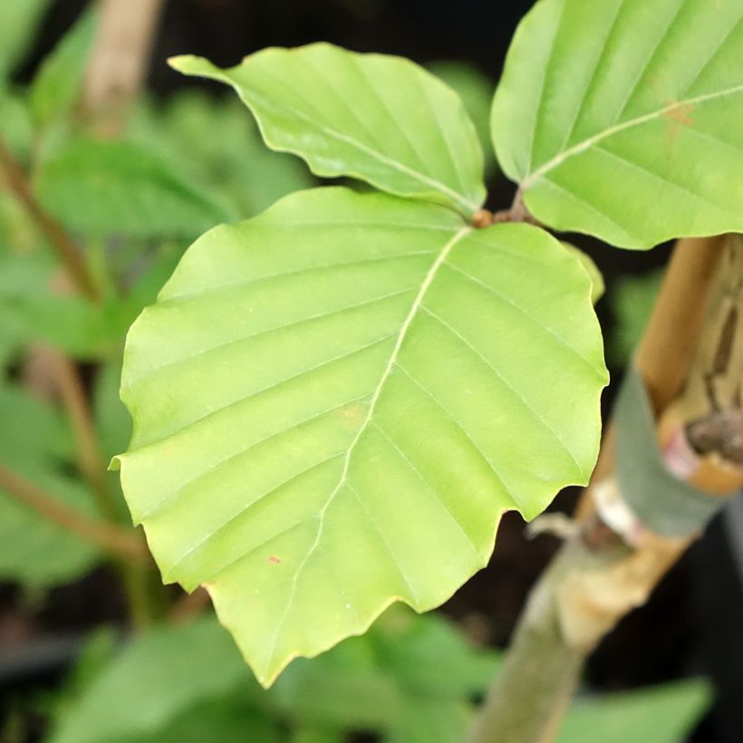 Fagus sylvatica Franken - Beech (Foliage)