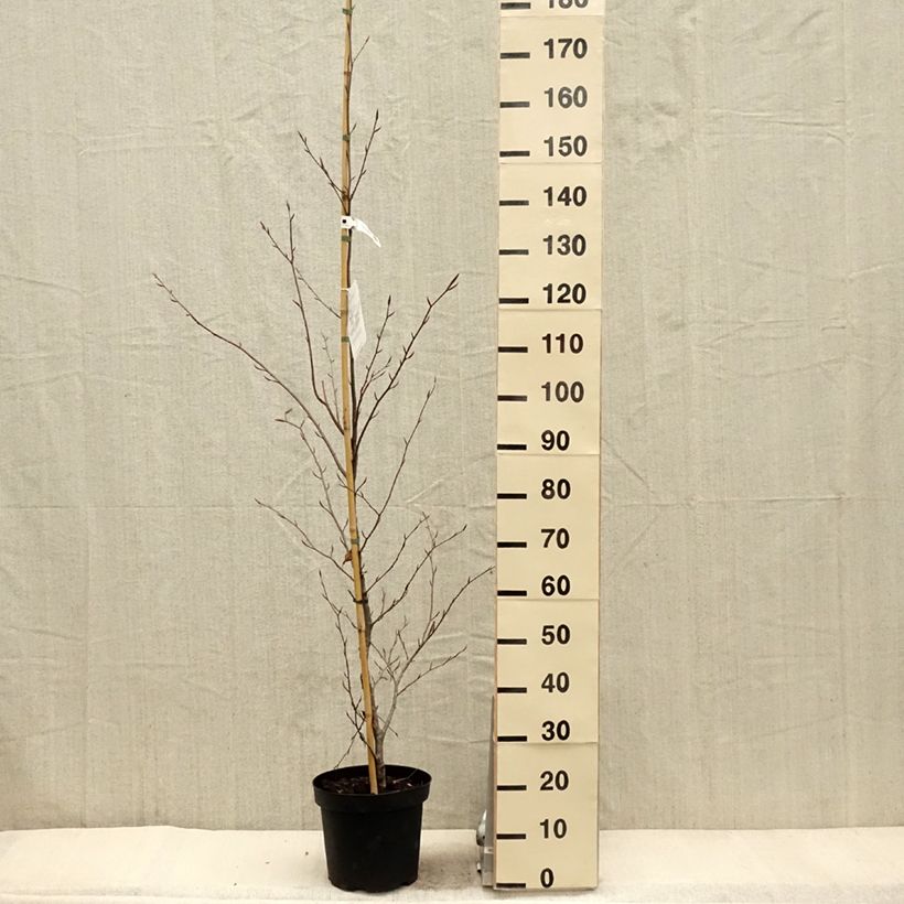 Fagus sylvatica Midnight Feather en pot de 7.5L/10L - Hêtre  sample as delivered in spring