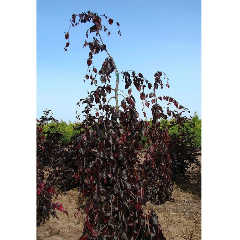 Fagus sylvatica Purple Fountain - Beech (Plant habit)