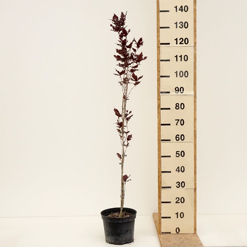 Fagus sylvatica Rohan Minaret - Hêtre pourpre colonnaire - Pot de 4L/5L sample as delivered in spring