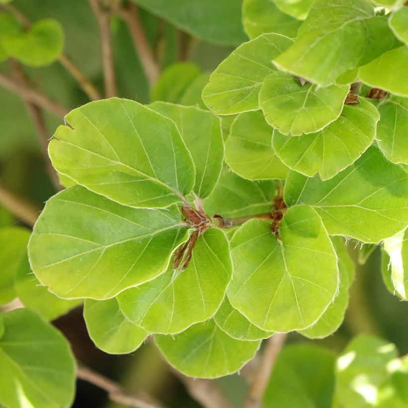 Fagus sylvatica Rotundifolia (Foliage)