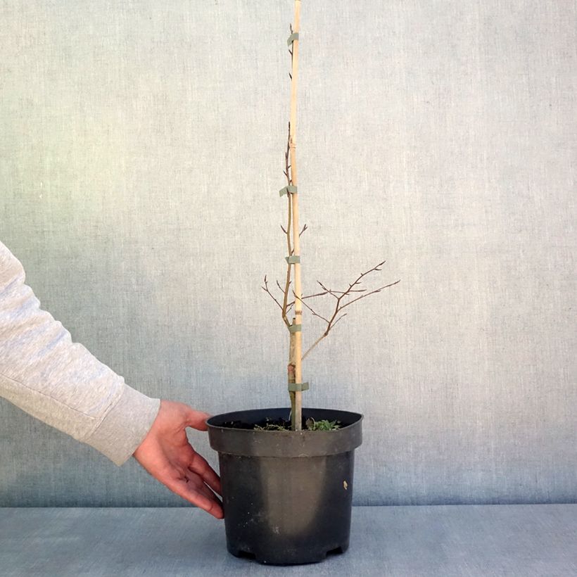 Fagus sylvatica Skrzat - Hêtre nain - Pot de 4L/5L sample as delivered in spring