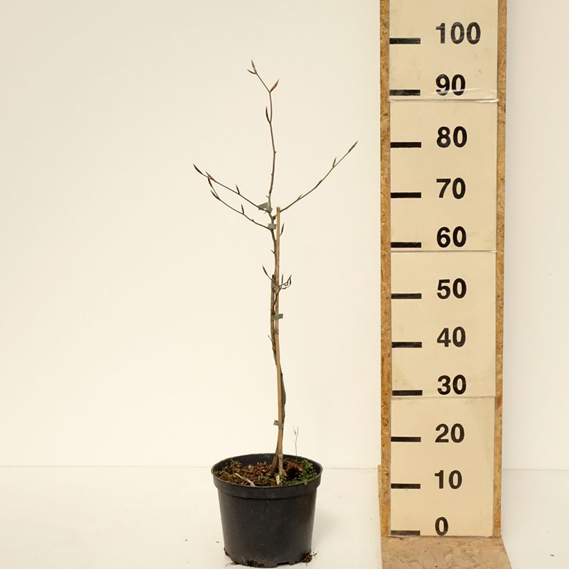 Fagus sylvatica Swat Magret - Hêtre pourpre - Pot de 4L/5L sample as delivered in spring