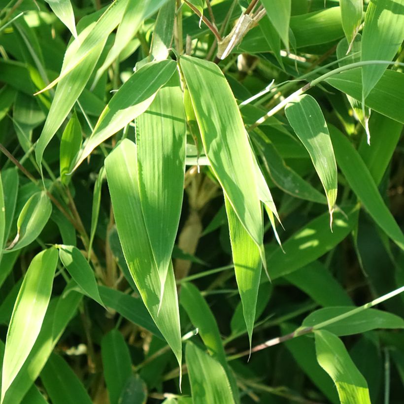Fargesia murielae Ivory Ibis - Non-running bamboo (Foliage)