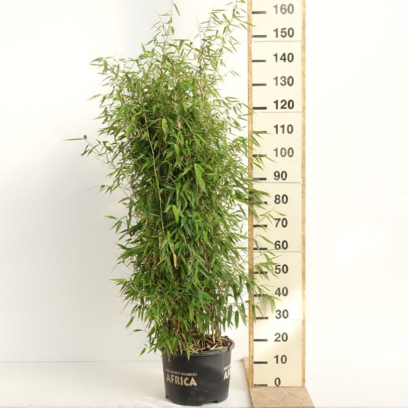 Fargesia murielae Ivory Ibis - Non-running bamboo 7.5L/10L potShipped height around 60/80cm sample as delivered in spring