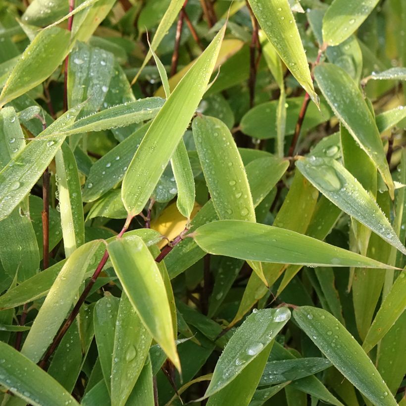 Fargesia murielae Red Zebra - Non-running bamboo (Foliage)