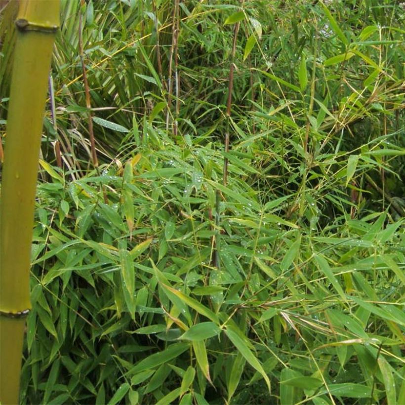 Fargesia murielae Simba - Non-running Bamboo (Foliage)